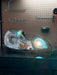 MK1 Motorsport High Beam Air Ram with LED Projector 98-05 Lexus GS / Toyota Aristo - LunaticsCo